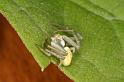 Misumena_vatia_D4856_Z_89_Les Gris_Frankrijk